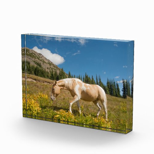 Horse on Grasses in an Alpine Meadow in Summer Photo Block
