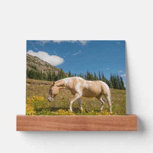 Horse on Grasses in an Alpine Meadow in Summer Picture Ledge