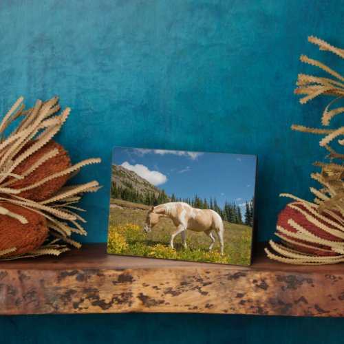 Horse on Grasses in an Alpine Meadow in Summer Plaque
