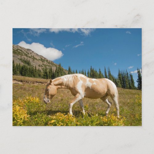 Horse on Grasses in an Alpine Meadow in Summer Postcard