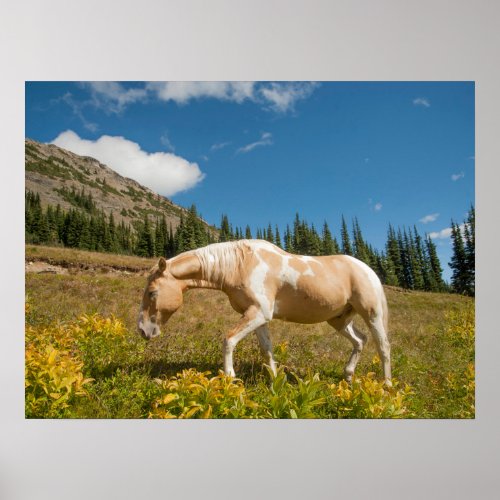 Horse on Grasses in an Alpine Meadow in Summer Poster