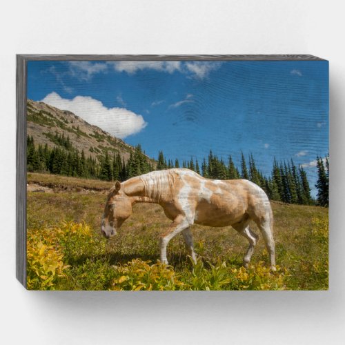 Horse on Grasses in an Alpine Meadow in Summer Wooden Box Sign