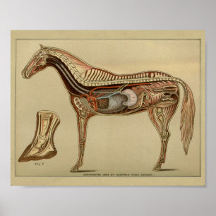 Horse Organ Internal Anatomy Print