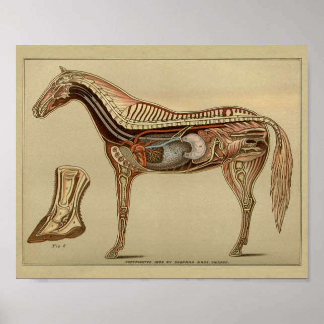 Horse Organ Internal Anatomy Print (Front)