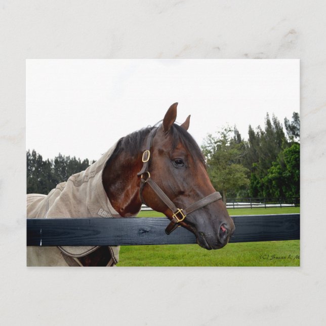 horse over fence side view postcard (Front)
