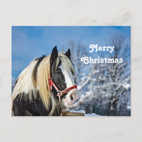 Horse Paint Snow Photo Christmas Postcard