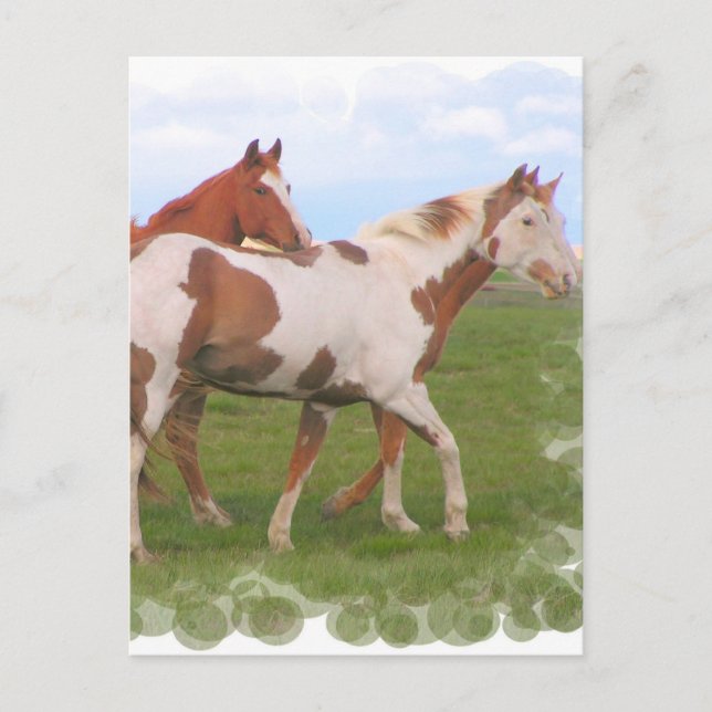 Horse Pair Postcard (Front)