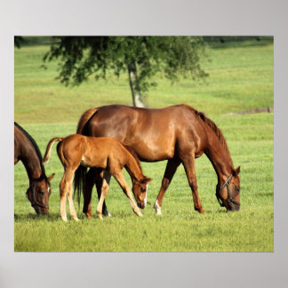 Horse Pastoral Art Print -24x20 -other sizes