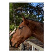 Horse_Pat,_Greeting_Card. (Front)