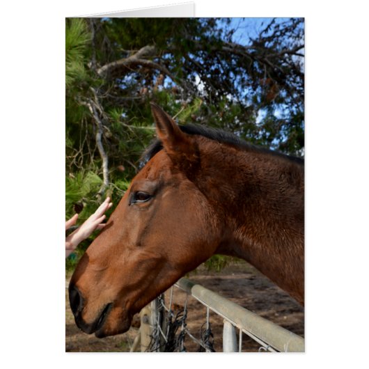 Horse_Pat,_Greeting_Card. (Front)