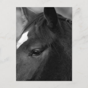 Horse pccnm postcard