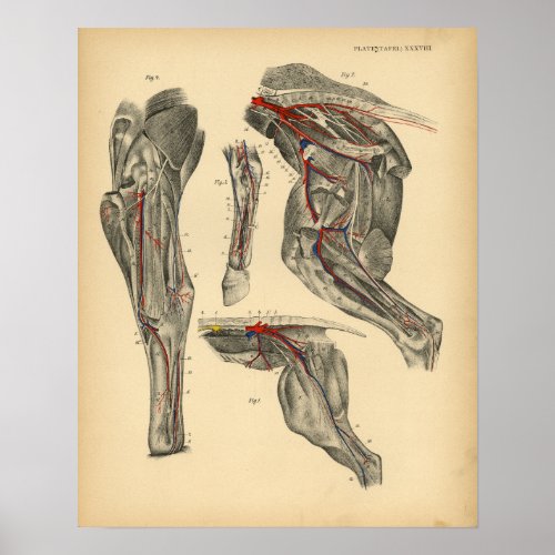 Horse Pelvic Leg Anatomy 1908 Vintage Print