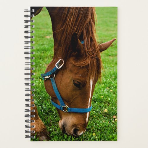 Horse Photo Equine Grazing Chestnut Stripe Planner