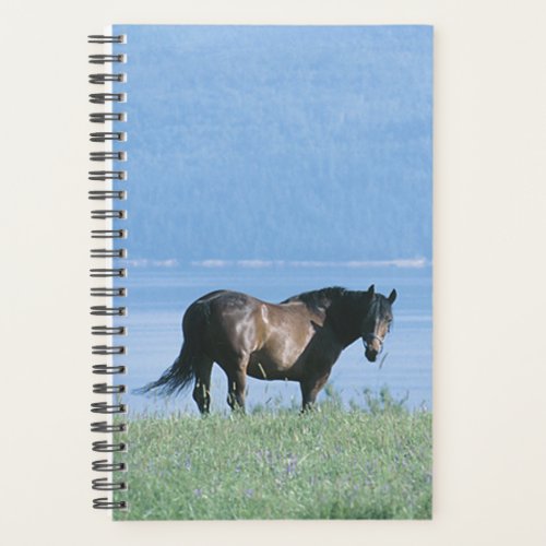 Horse Photo Equine Horse Lake Mountain Scene Planner