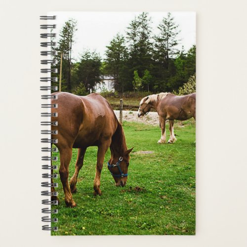 Horse Photo Equine Pasture Scene Planner