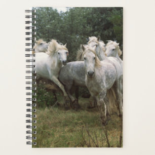 Horse Photo Equine Running Grey Horse Herd Planner