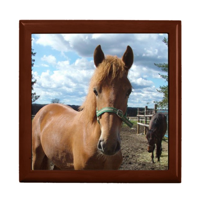 Horse Photo gift box (Front)