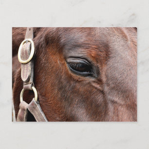 Horse photo postcard