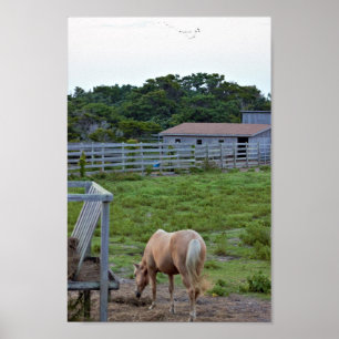 Horse Photo Poster
