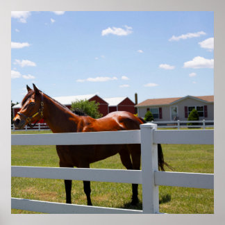 Horse Photo Poster