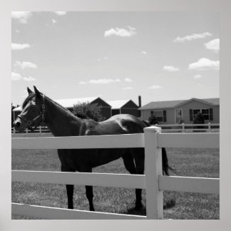 Horse Photo Poster
