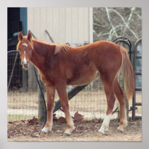 Horse Photo Poster