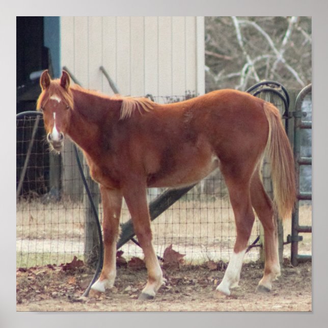 Horse Photo Poster (Front)