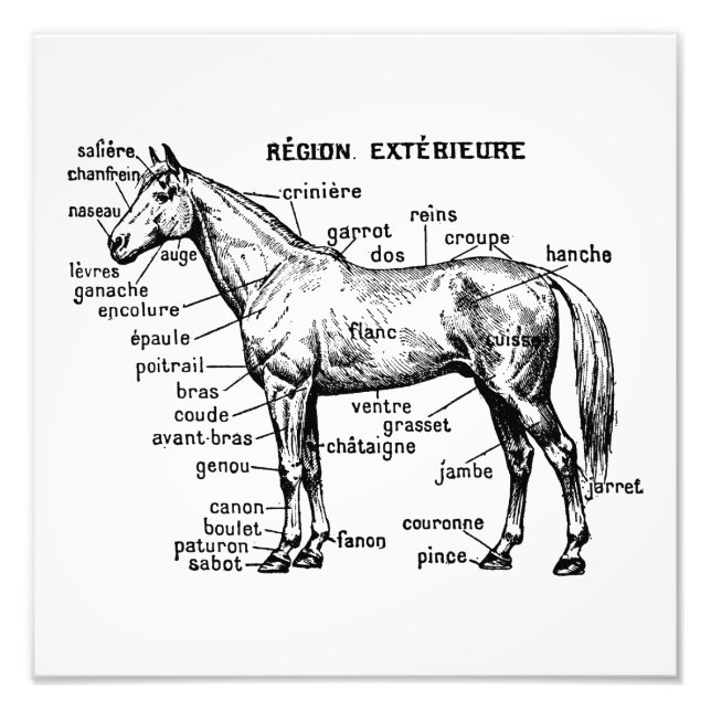 Horse Photo Print (Front)