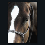 Horse Photo Print<br><div class="desc">A horse named lucky</div>