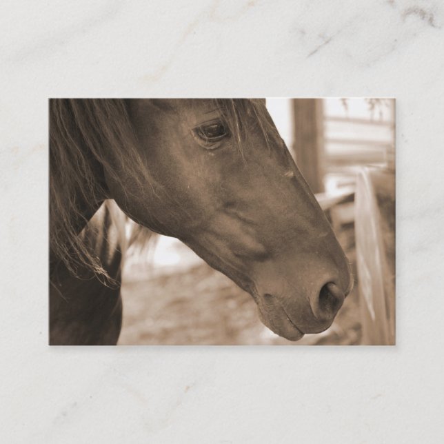 Horse Photograph Business Cards (Front)