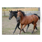 Horse Play (Front Horizontal)