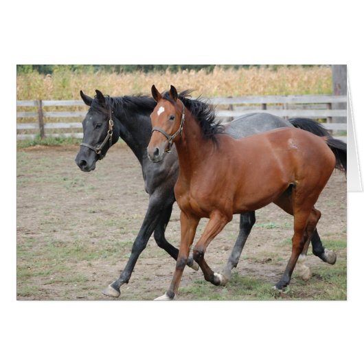 Horse Play Cards (Front Horizontal)