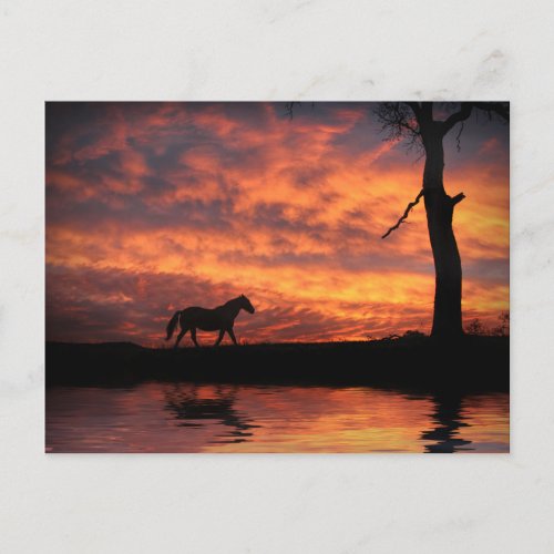 Horse Pond of Water in Sunset Beautiful Postcard