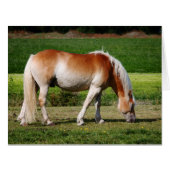 Horse portrait (Front Horizontal)