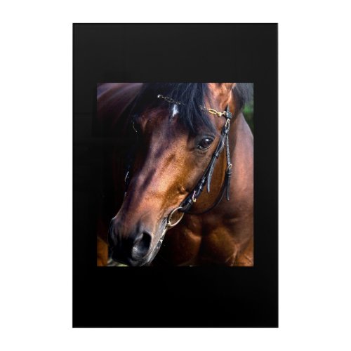 horse portrait acrylic print