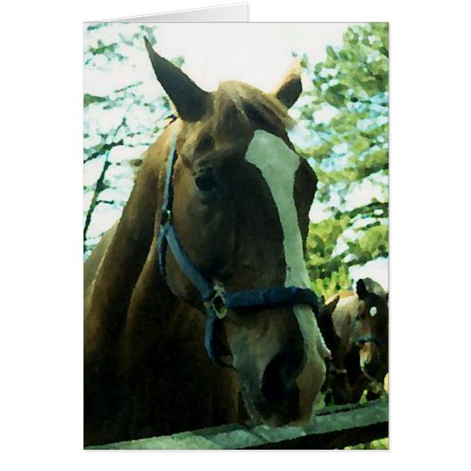 Horse Portrait Cards (Front)