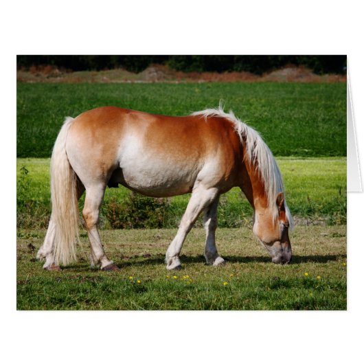 Horse portrait cards (Front Horizontal)