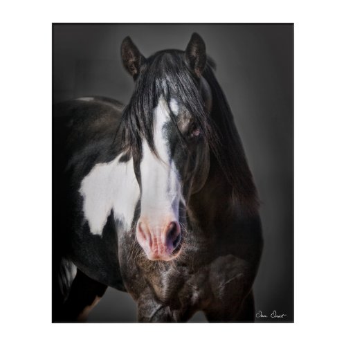 Horse Portrait II Acrylic Print