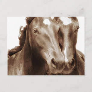 Horse Portrait III Postcard