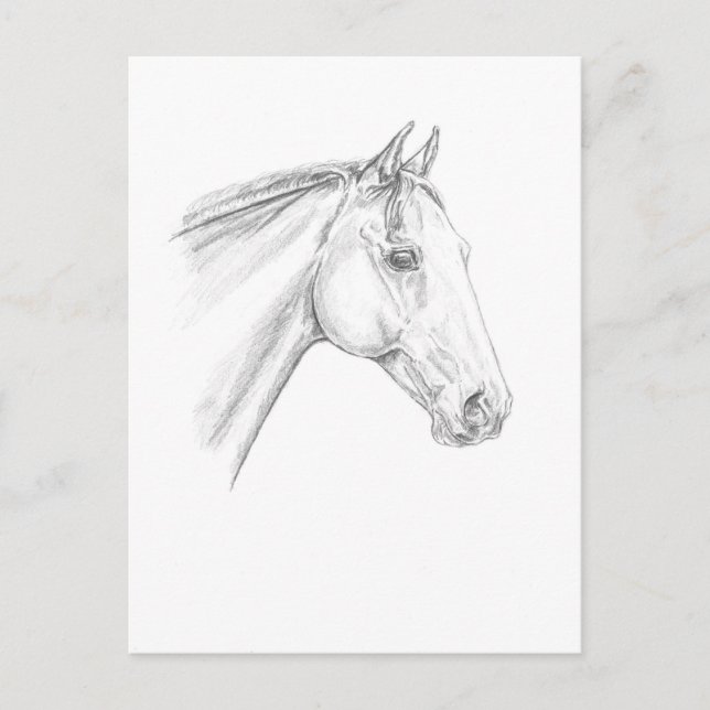 Horse Portrait in Pencil Postcard (Front)