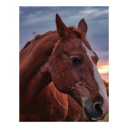 Horse Portrait Letterhead