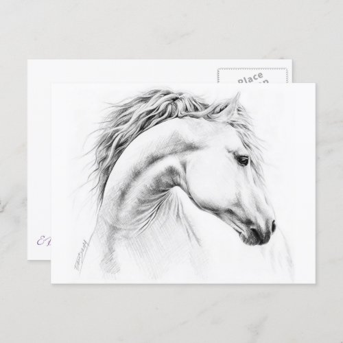 Horse portrait pencil drawing Equestrian art Postcard