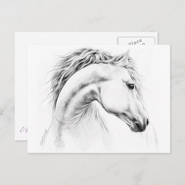 Horse portrait pencil drawing Equestrian art Postcard (Front/Back)
