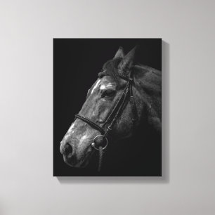 Horse Portrait Photo on Black Canvas Print