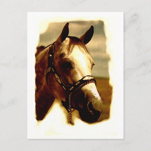 Horse Portrait Postcard (Front)