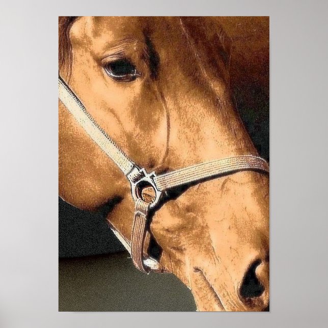 Horse Portrait Poster (Front)