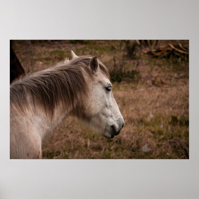 Horse portrait poster (Front)