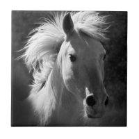 Horse Portrait V