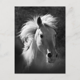 Horse Portrait V Postcard
