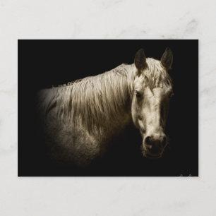 Horse Portrait VI Postcard